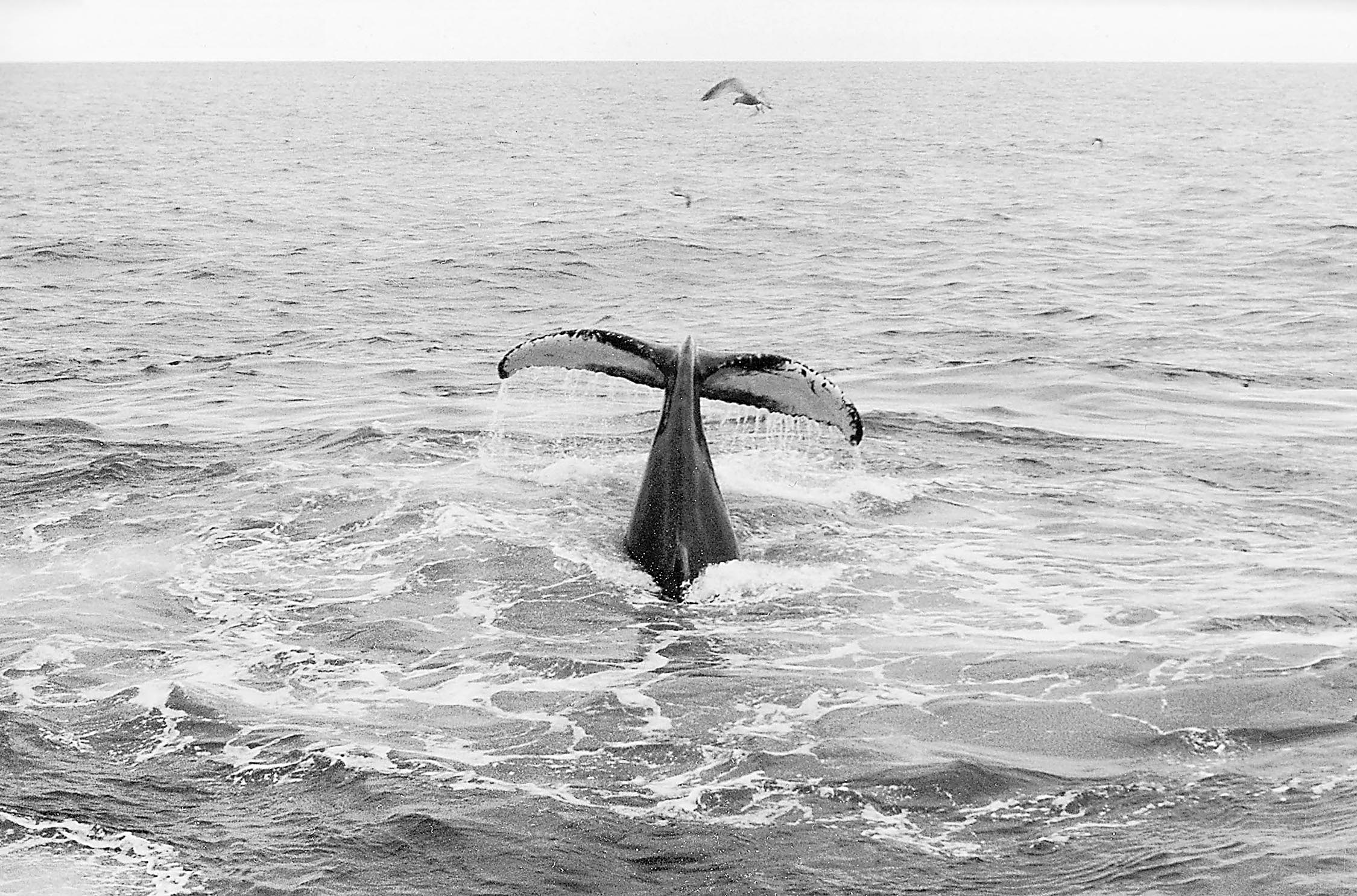 humpback01zw kopie